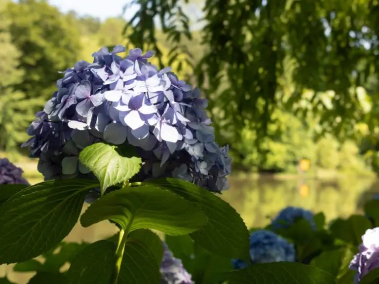 How to Prevent Hydrangea Wilting: Tips and Tricks
