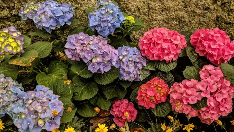 Hydrangea: How to Change Color