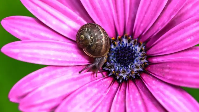 Do Slugs Eat Gerbera? Everything You Need to Know