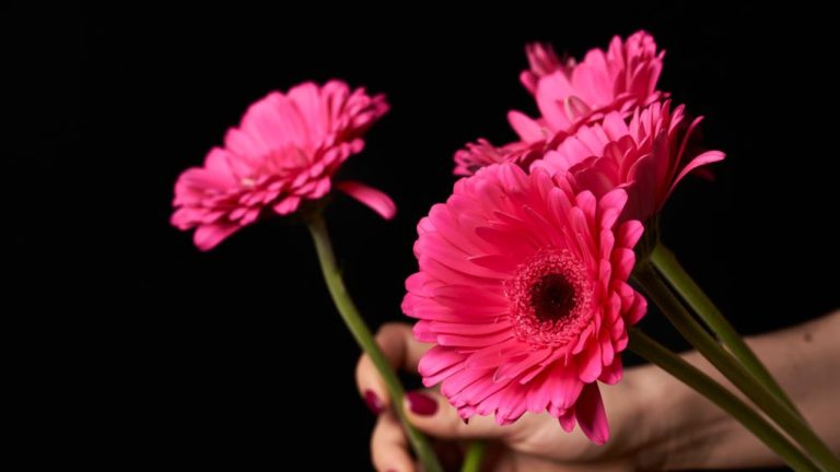 How to Keep Gerbera Daisies Blooming: Tips and Tricks for a Long-Lasting Display