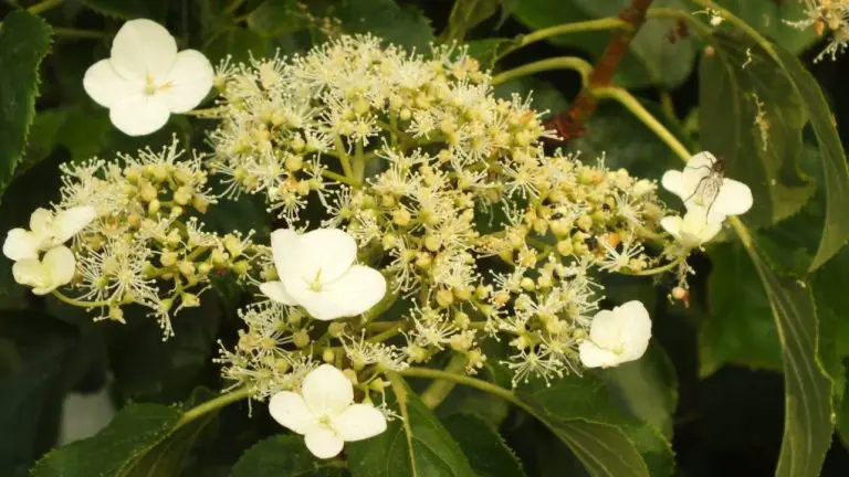 Climbing Hydrangea: A Comprehensive Guide to Growing and Caring for this Beautiful Vine
