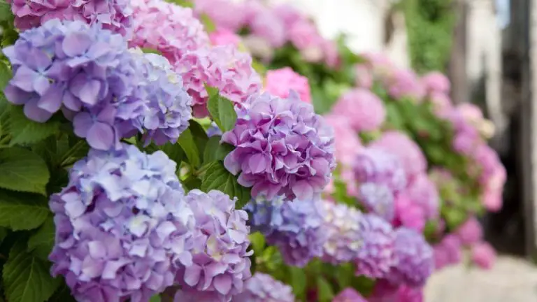 What Part of Hydrangea is Poisonous? Expert Answers