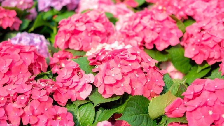 Do Hydrangea Need Acid Soil? Exploring the Optimal Soil Conditions for Hydrangea Growth