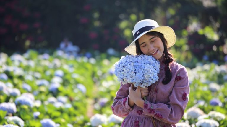 Are Hydrangeas Deciduous? Exploring the Seasonal Nature of These Popular Flowers