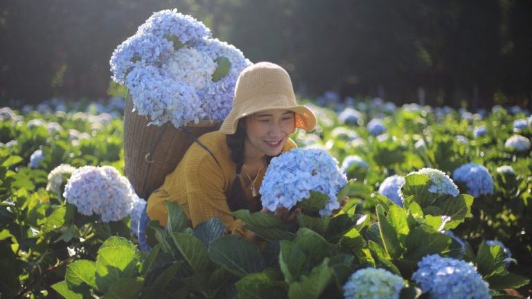 Is Hydrangea macrophylla Hardy? A Guide to Its Cold Hardiness