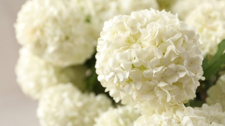 Can White Hydrangea Change Color? Here’s What You Need to Know