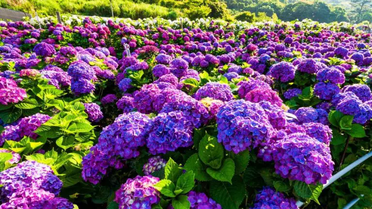 Are Hydrangea Hardy? A Guide to Their Cold Tolerance