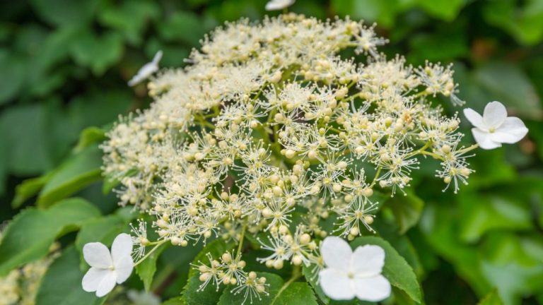 Do Climbing Hydrangea Damage Walls? Exploring the Impact of this Popular Plant.