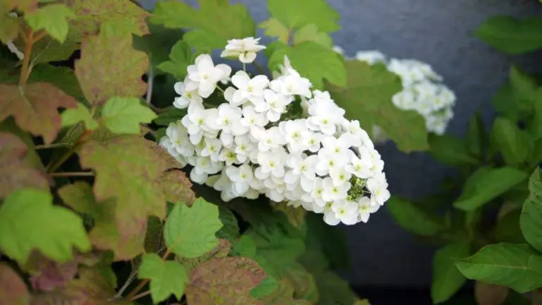 Oakleaf Hydrangea: Characteristics, Care, and Growing Tips
