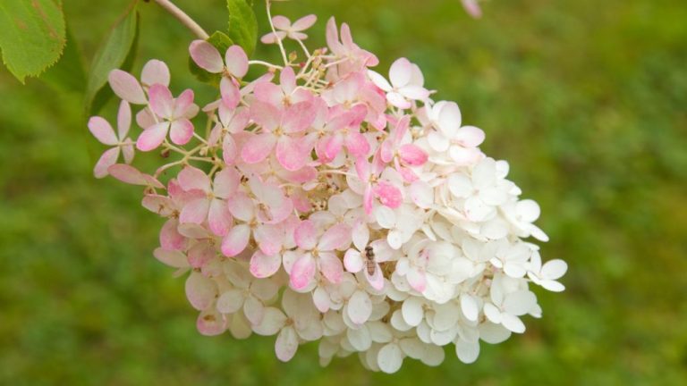 Lava Lamp Hydrangea: A Unique Twist on a Classic Flower