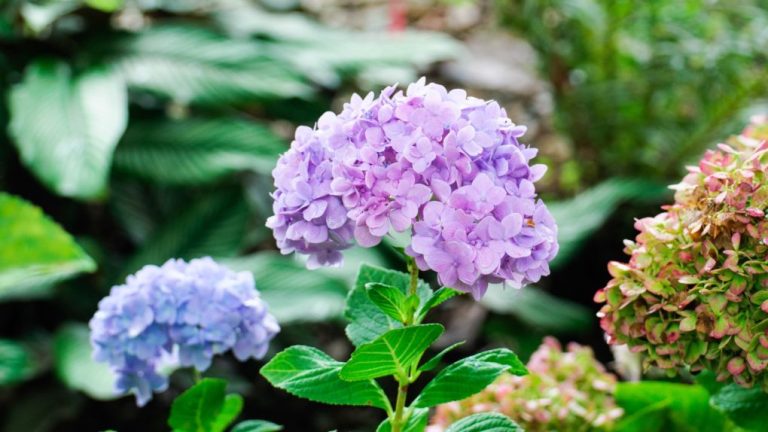 Do Hydrangeas Thrive Under Pine Trees? The Challenge