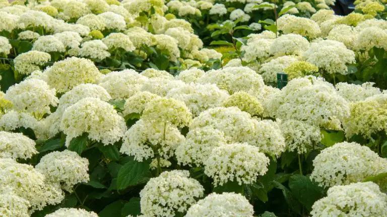 Annabelle Hydrangea: Growing and Care Guide