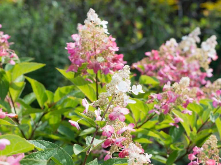 Hydrangea Paniculata: A Comprehensive Guide to Growing and Care