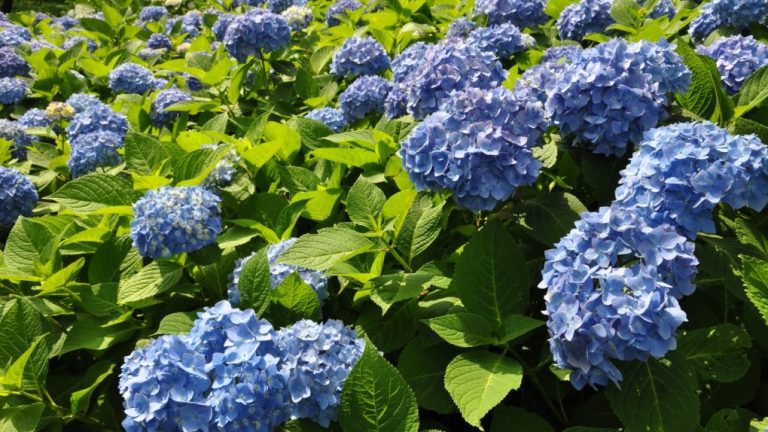 Where Do Hydrangeas Grow Naturally: A Guide To Their Native Habitats