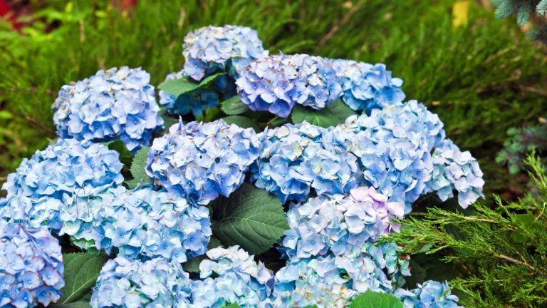 When Does Hydrangea Bloom? A Comprehensive Guide to Hydrangea Blooming Seasons