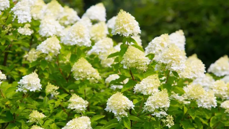 When to Prune Your Paniculata Hydrangea: Expert Tips