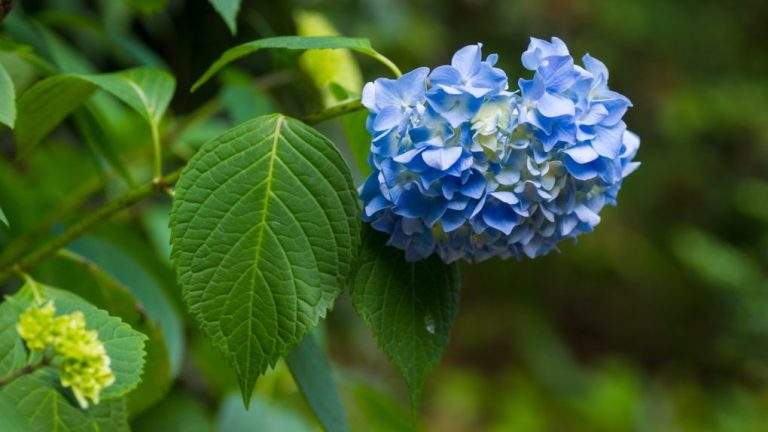 Do Hydrangeas Grow Fast? A Quick Guide to Their Growth Rate