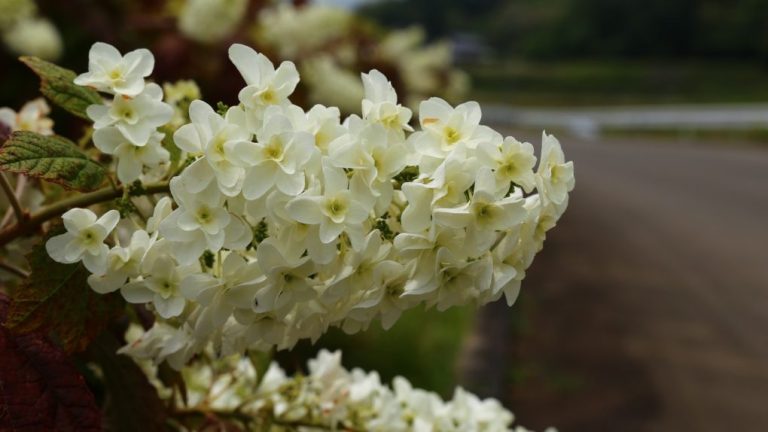 How to Prune Oakleaf Hydrangea: A Beginner’s Guide