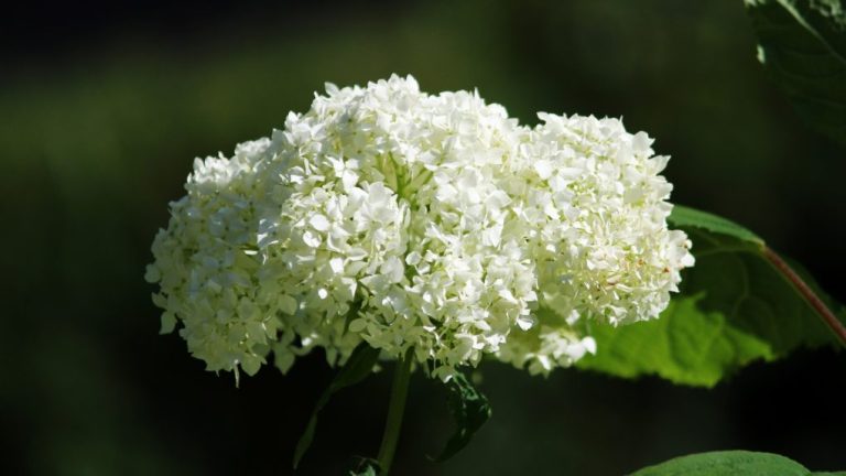How to Fertilize Annabelle Hydrangea: Tips and Techniques