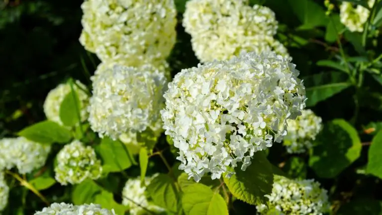 How Quickly Does Hydrangea Paniculata Grow?