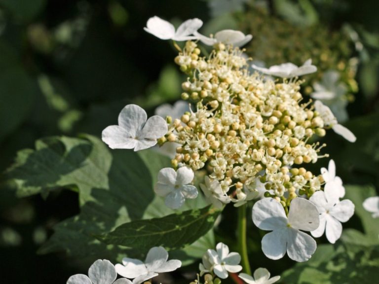 How Quickly Does a Climbing Hydrangea Grow? A Comprehensive Guide.