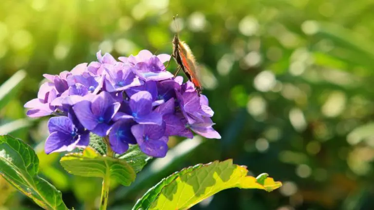 What Eats Hydrangea Leaves? Discover the Top Predators.