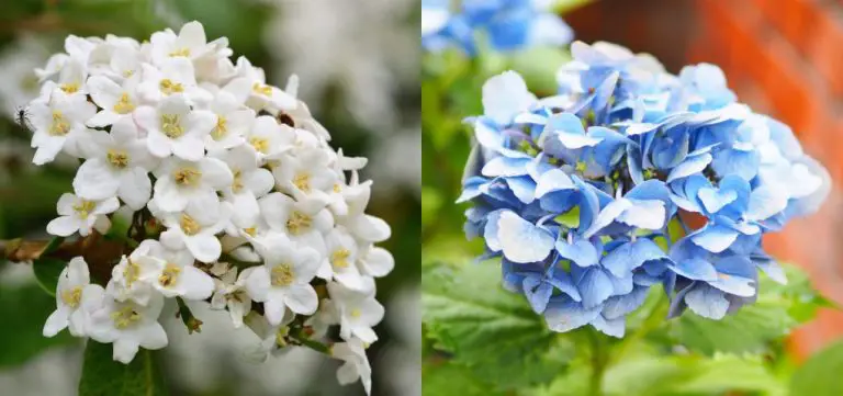 Hydrangea vs Viburnum: A Comparison of Popular Garden Shrubs