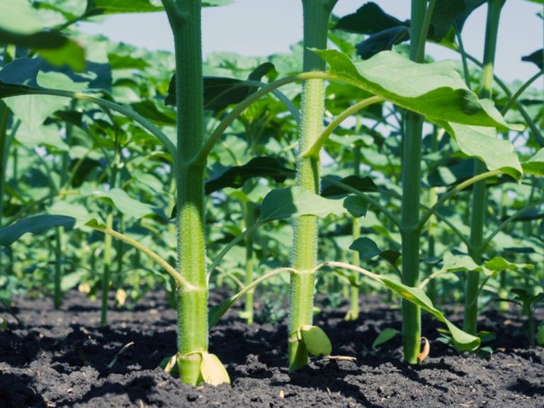 How Deep Do Sunflower Roots Grow? Exploring Sunflower Root Depths