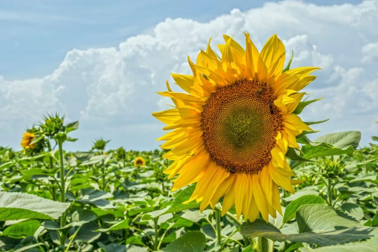 Sunflowers in Clay Soil: Growing Tips and Tricks