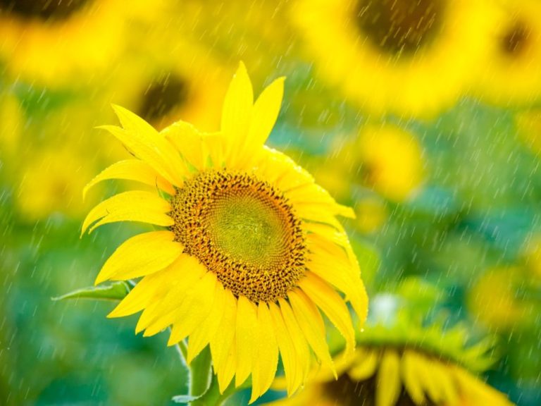 Can Sunflowers Thrive During the Rainy Season?