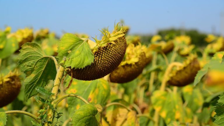 Do Sunflowers Multiply? Exploring the Reproduction of Sunflowers