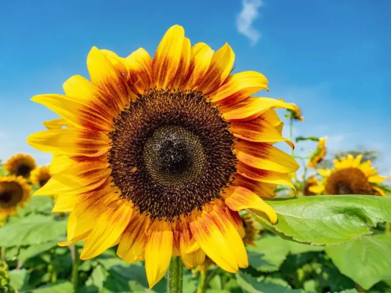 When to Plant Giant Sunflower Seeds for Optimal Growth