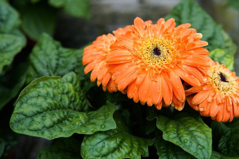 How to Preserve Gerbera Daisies: Tips and Techniques for Long-Lasting Blooms