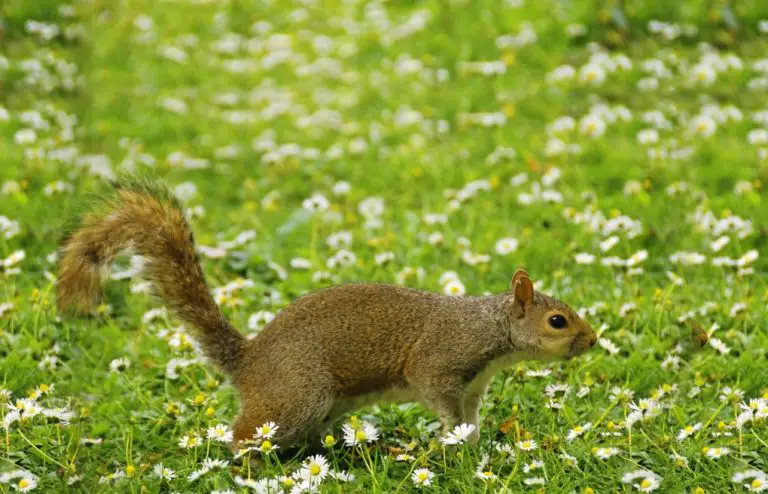 Do Squirrels Eat Gerbera Daisies? Exploring Squirrel Feeding Habits.