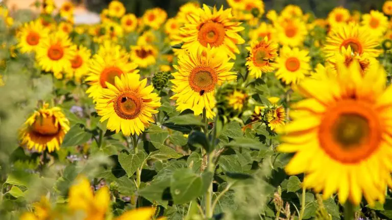 Are Sunflowers Wild? Exploring the Origins of this Popular Flower