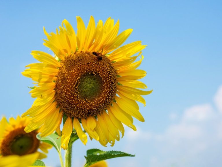 Are Giant Sunflowers Perennials? Exploring Their Lifespan.