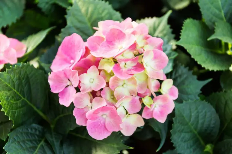 Will Hydrangea Roots Damage Foundation? Expert Answers