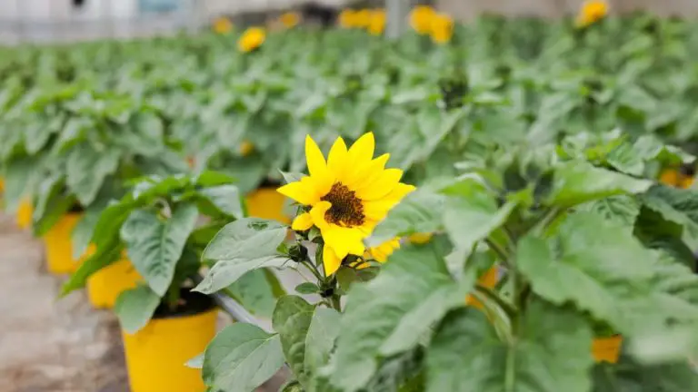 Can Giant Sunflowers be Grown in Pots? A Guide to Growing Sunflowers in Containers