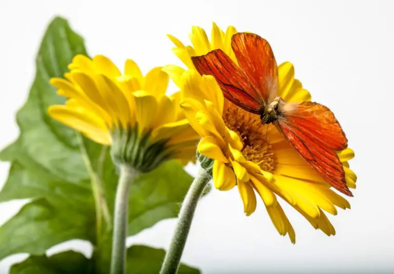 Do Gerbera Daisies Attract Butterflies? A Guide to Understanding Their Relationship