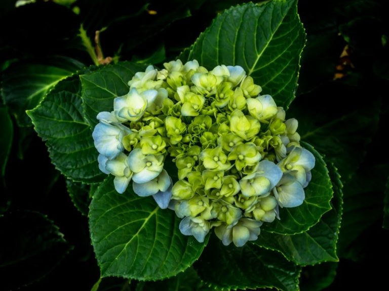 Why Do Hydrangeas Turn Green: Understanding the Science Behind Color Changes