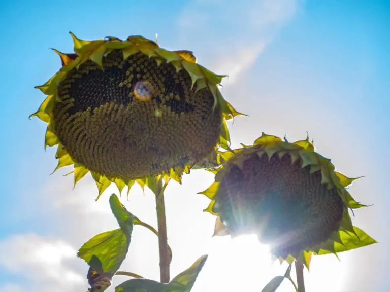 Do Sunflower Plants Die After They Bloom? Exploring the Life Cycle of Sunflowers