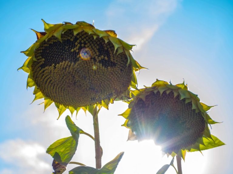 Do Sunflower Plants Die After They Bloom? Exploring the Life Cycle of Sunflowers