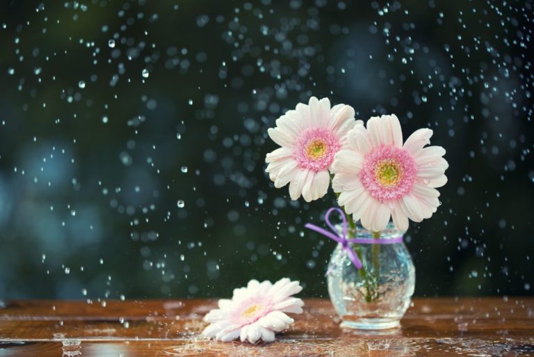 How to Keep Gerbera Daisies Alive in a Vase: Tips for Longer-Lasting Blooms