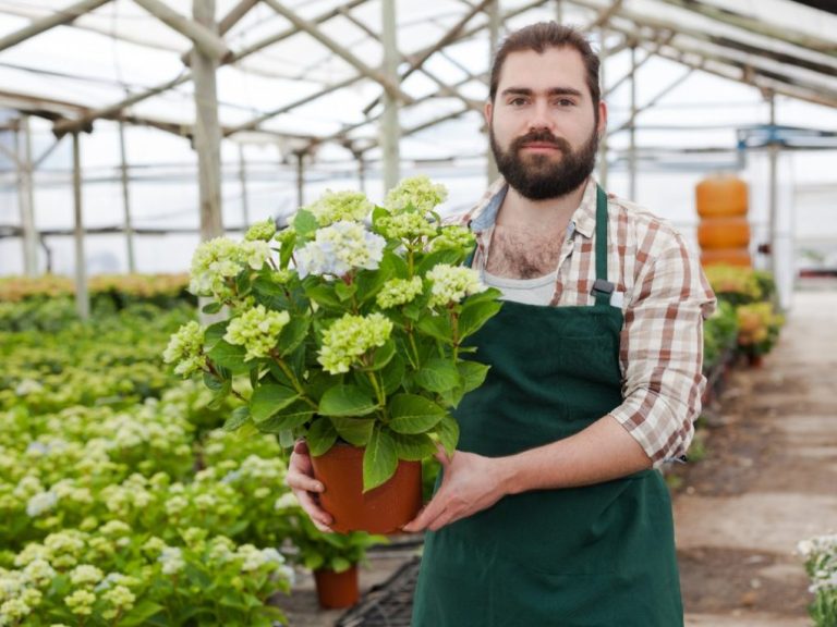 Planting Indoor Hydrangea Outside: What You Need to Know