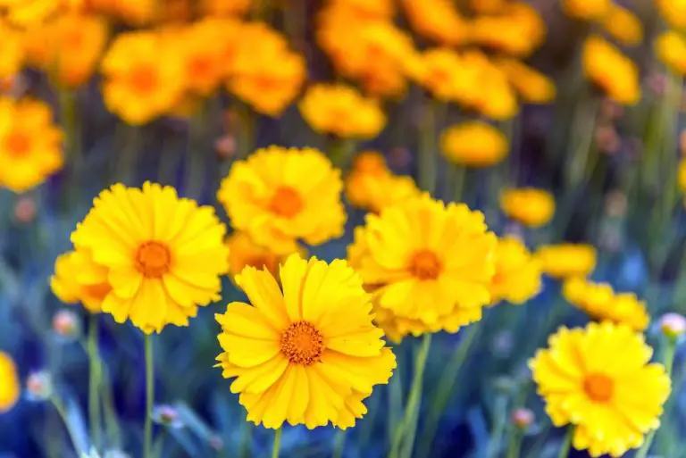 Dazzling Daisies: Discover 15 Flowers Similar to Gerbera