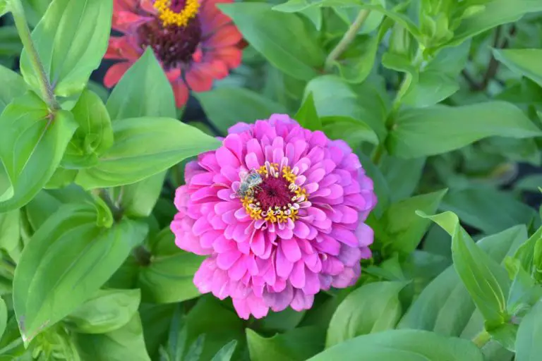 Gerbera Daisy vs Zinnia: A Comparison of Two Popular Garden Flowers