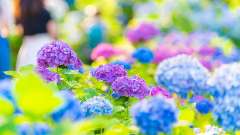 What Do Hydrangeas Represent? Understanding the Symbolism of this Popular Flower