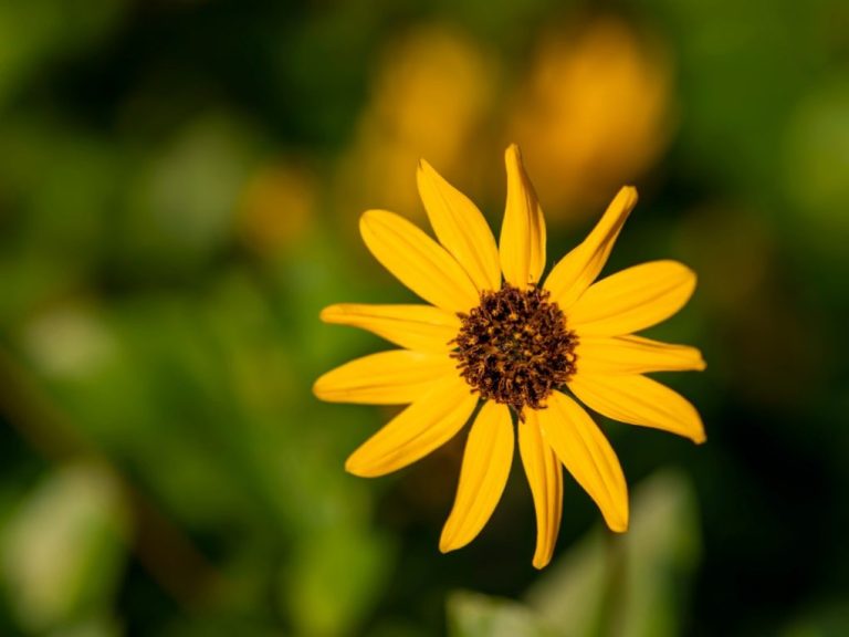 What Is the Rarest Sunflower? Discover the Answer Here.