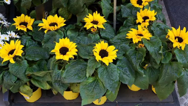 Can Dwarf Sunflowers Grow in Pots? A Guide to Successfully Growing Sunflowers in Containers