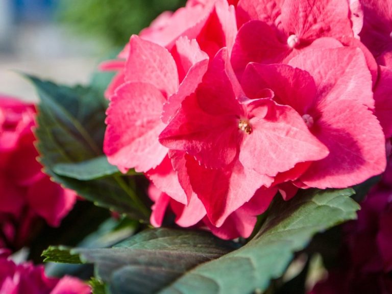 Hydrangea vs Azalea: A Comparison of Two Popular Garden Shrubs